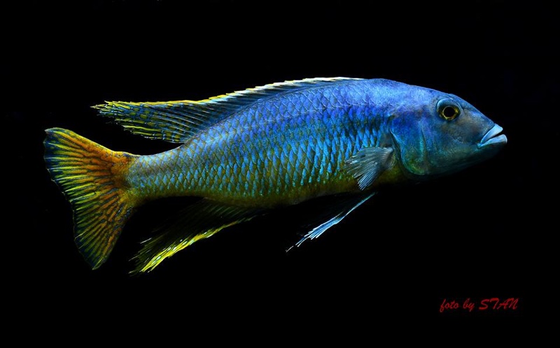 Taeniochromis holotaenia